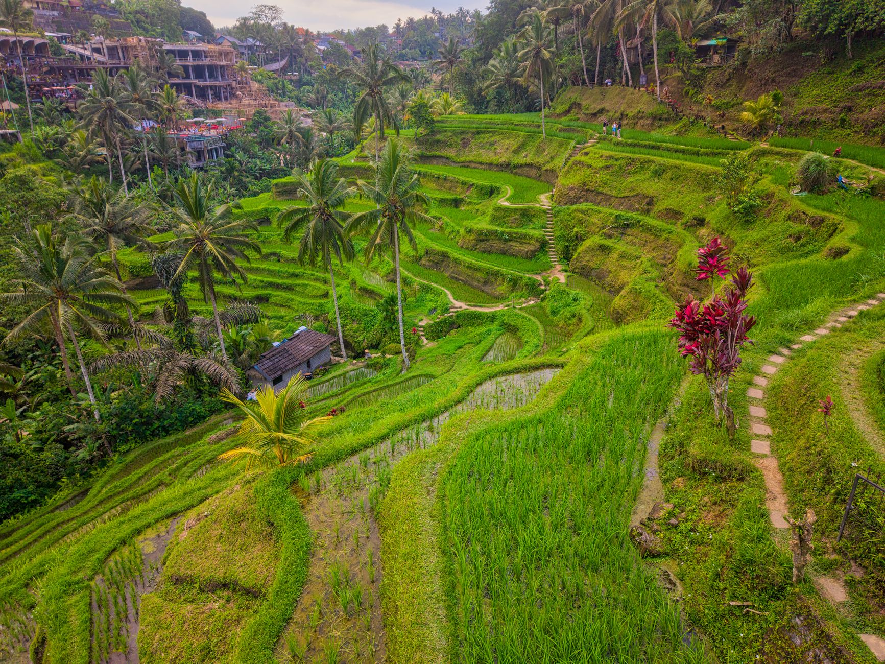 Mobil sewa di Canggu, Bali, siap menjelajah pantai dan budaya dengan nyaman